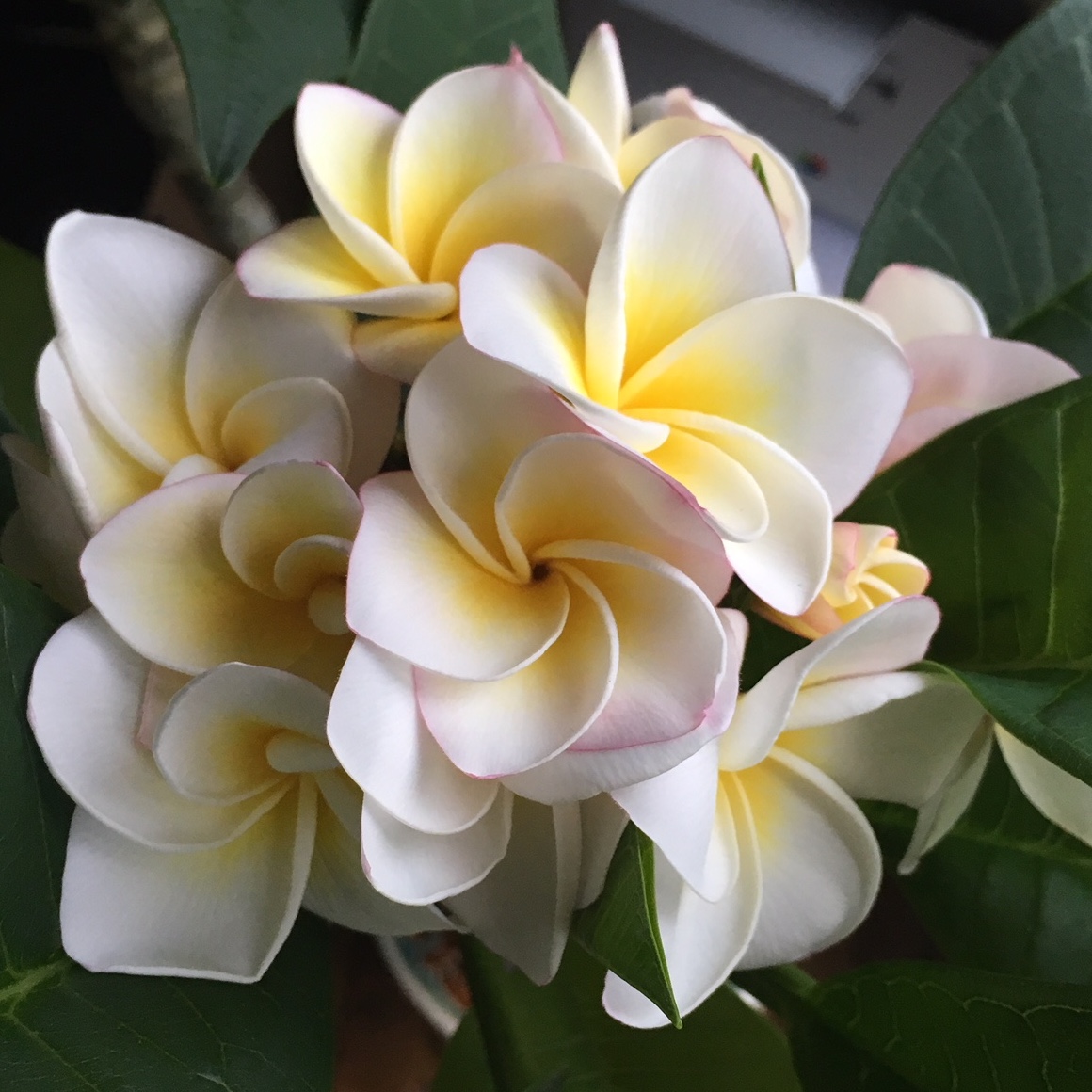 Photo de fleur