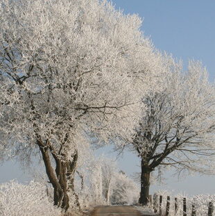 photo d'arbre eneigé