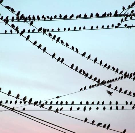 Image d'oiseau sur des cables électrique