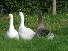 Image d'oie